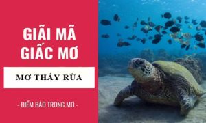 nằm mơ thấy rùa đánh con gì