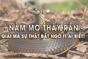 nằm mơ thấy rắn đánh con gì